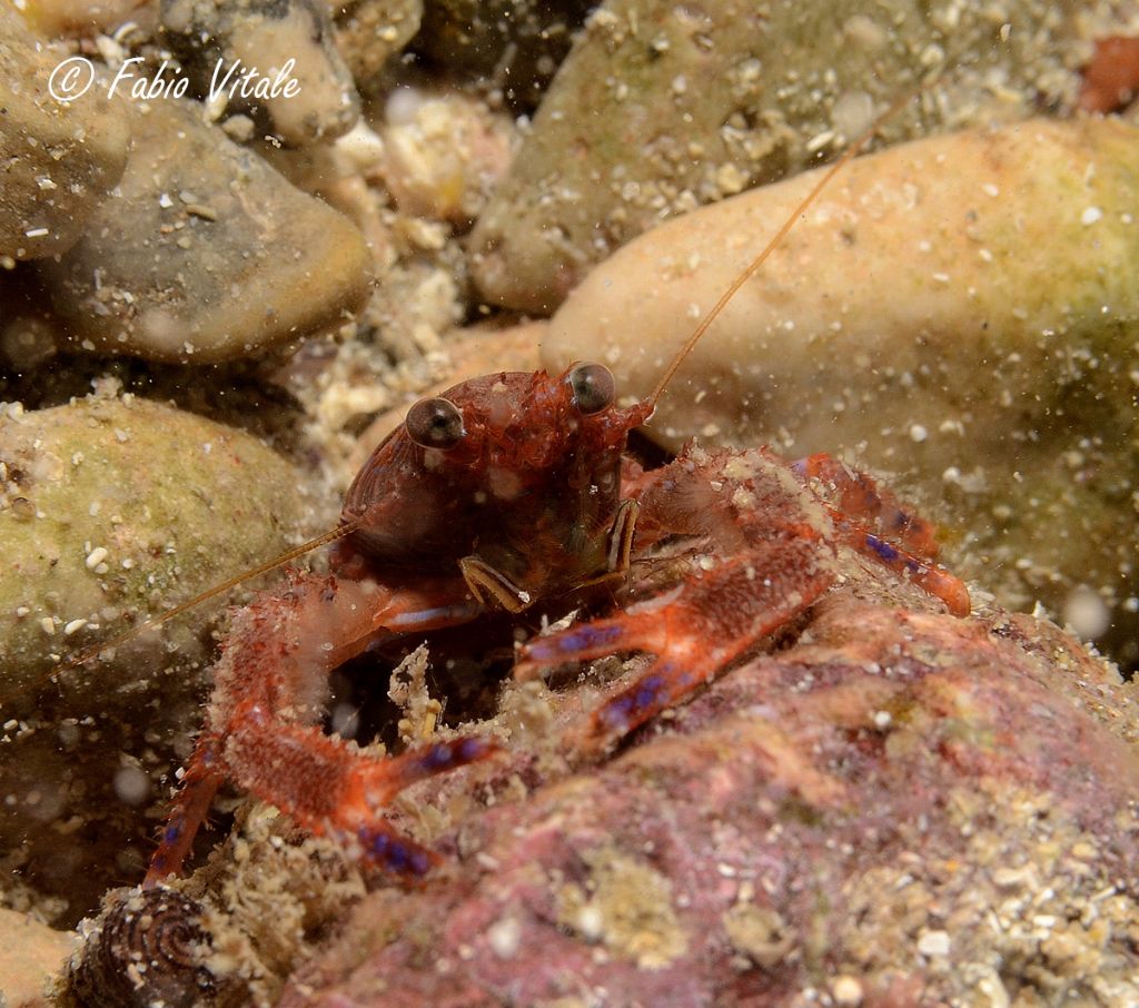 Galathea sp